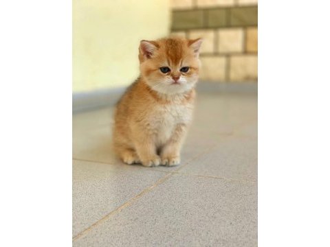 British shorthair golden erkek yavrular