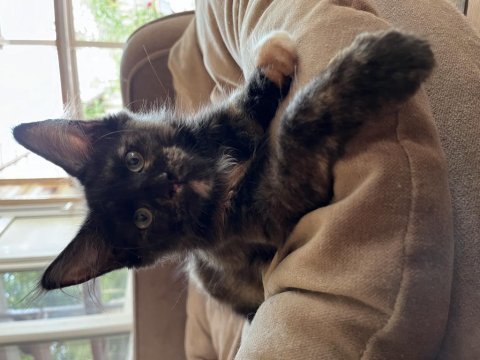 Geleceğin kraliçe adayları minik maine coon prensesler