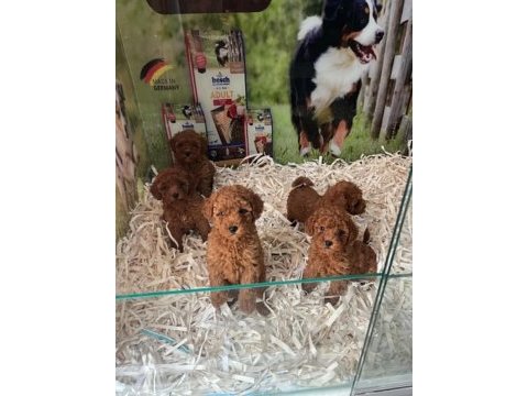 Çook özel pırıl pırıl saf kan kore kan poodle yavrular