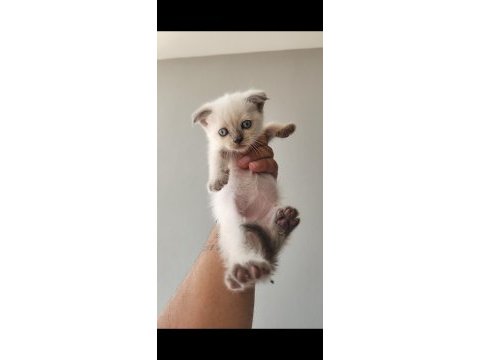 British blue point mavi göz ve scottish fold düşük kulak