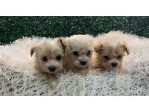 Maltipoo bebekleri