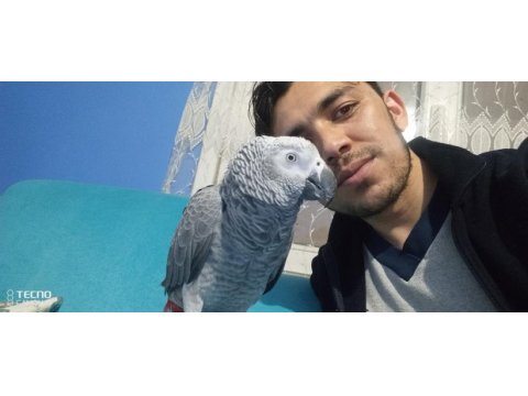 Jako papağanı 2 yaşında erkek