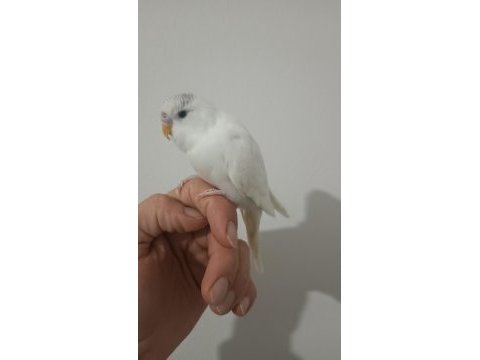 Ele kola alışık iri erkek yavru muhabbet kuşu