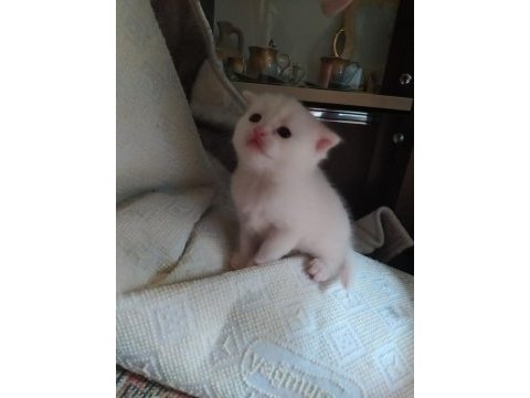 Scottish fold yavrularımız sahiplendirilecektir