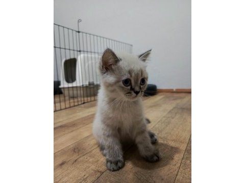 Elimde 5 tane scottish blue point bulunmakta