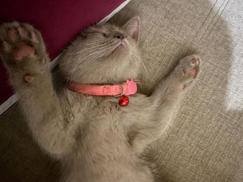British shorthair 2.5 aylık eğitimli
