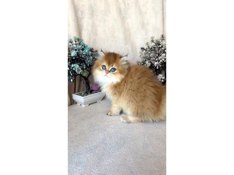 British longhair dişi ny11