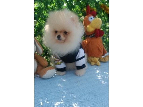 Orijinal pomeranian boo