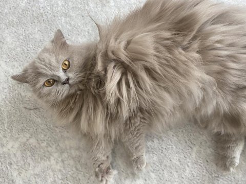 Kısırlaşmış british longhair istanbul