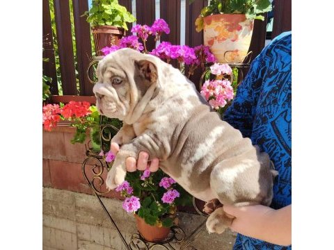 Sitenin en renkli en mütevazi bulldog şekerleri
