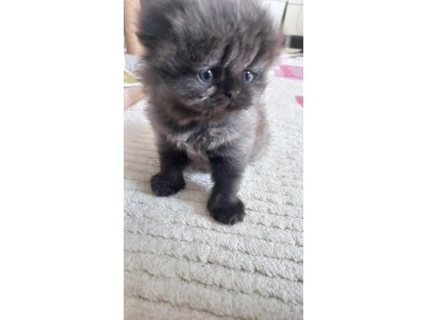 Duygularınızı değiştirecek yeni chinchilla bebişlerim