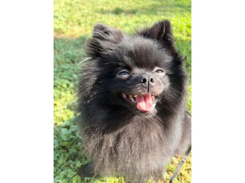 Pomeranian prensesimize yeni yuva arıyoruz