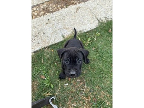 Cane corso safkan yavru