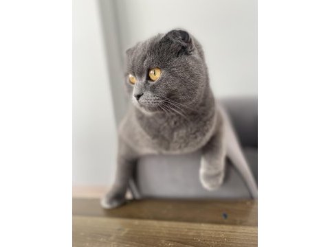 Scottish fold kızımız mia sahiplendirilecektir