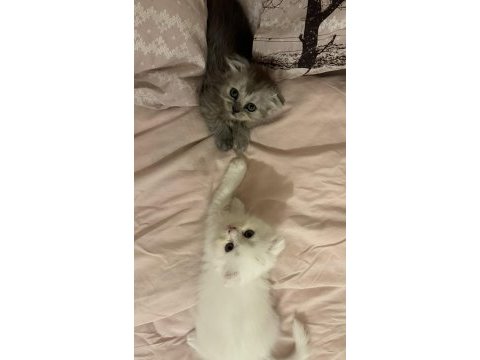 2 adet scottish fold ankara