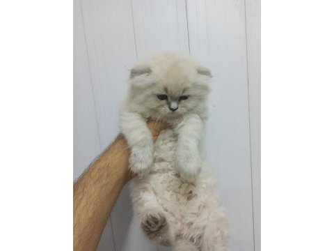 Bu british longhair güzellikler kaçmaz