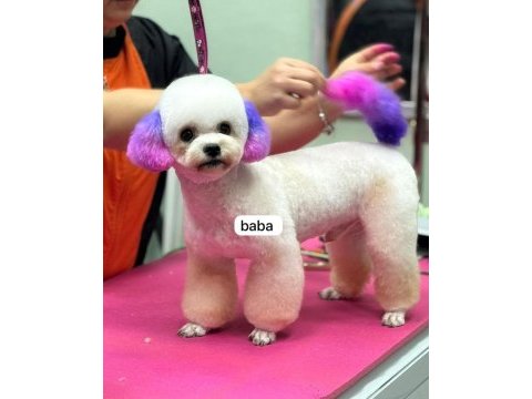 Kore maltese terrier bebeklerimiz