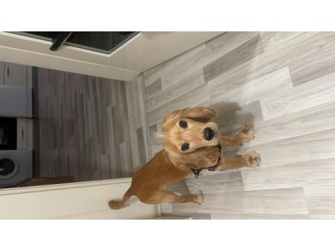 1 yaşında ingiliz cocker alvin