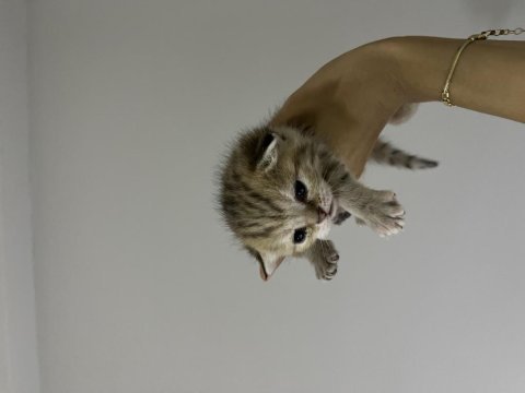 Uysal dişi scottish fold