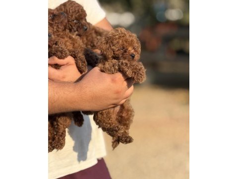 Büyümeyen teacup kore poodle