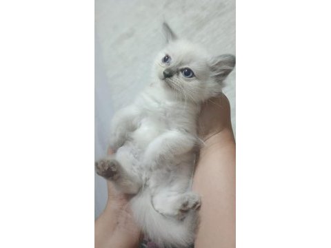 Safkan anne babadan british shorthair ayı surat yavrular