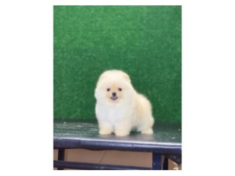 Pomeranian boo yavrularımız