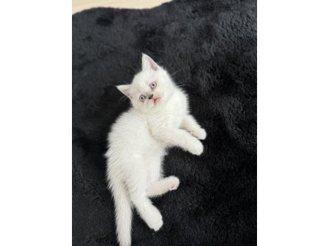 Erkek beyaz british shorthair kedisi
