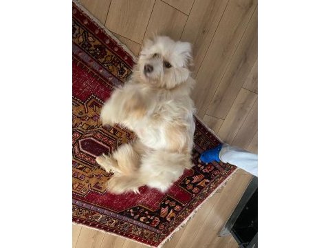 Alf ömürlük ailesini arıyor terrier