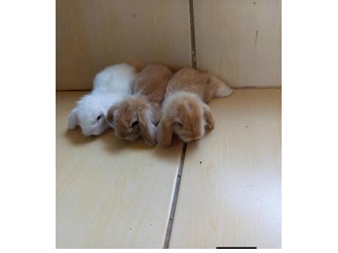 Hollanda teddy lop tavşan yavruları