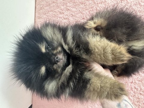 Pomeranian boo black &tan