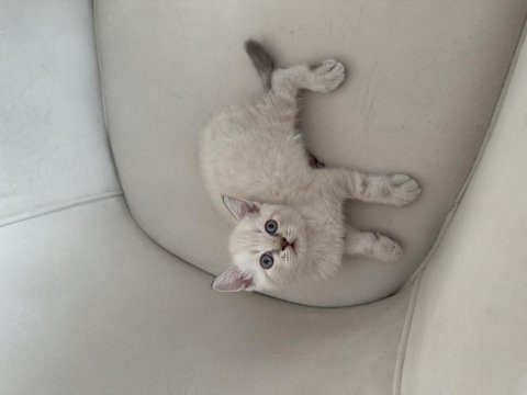 Safkan british blue point yavrular