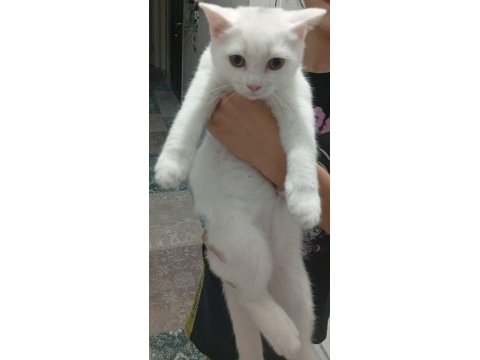 Çok acil sahiplendirme