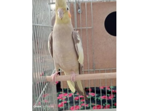 Komple eş sultan papağanı