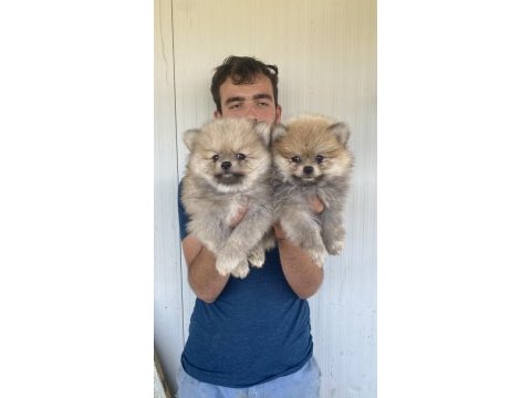 A kalite pomeranıan boo yavruları