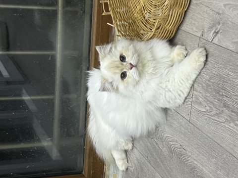 British longhair ay1233