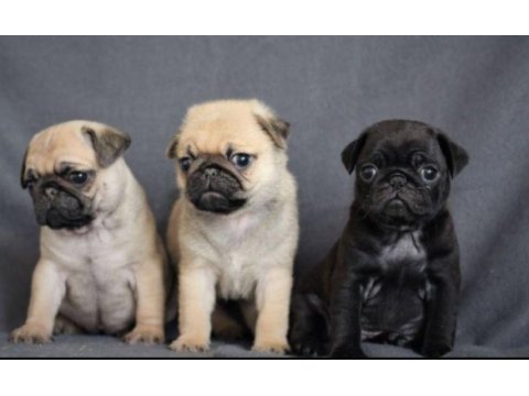 Irk ve sağlık garantili pug yavrular