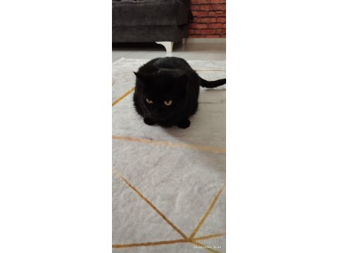 Kedimizi sahiplendirme