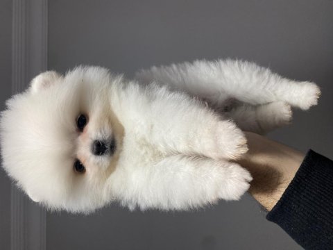 Beyaz pomeranian boo