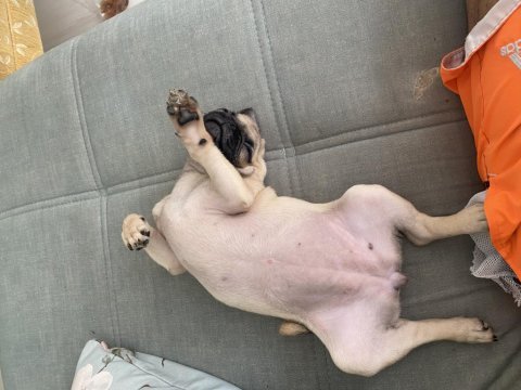 2,5 aylık pug a kalite