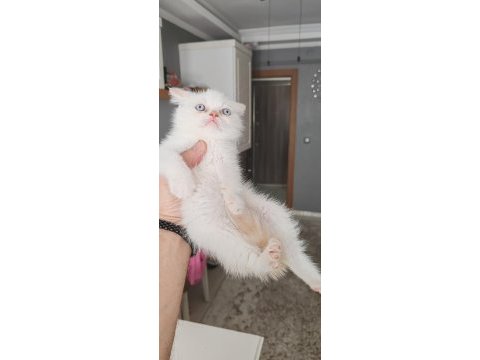 British shorthair kedimiz