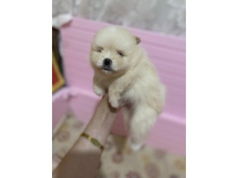 1 aylıktır 1 ay sonra rezerve edilecek pomeranian boo
