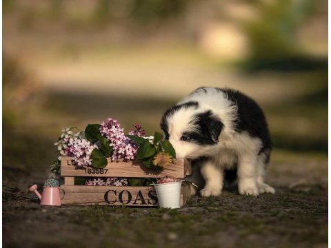 Şirin mi şirin border collie yavrularım