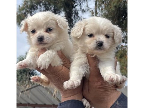 Bu sevimli maltipoo yavruları yeni yuvasını arıyor..
