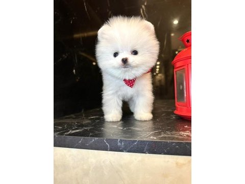 Muhteşem kar beyaz pomeranian boo garantili oğlumuz