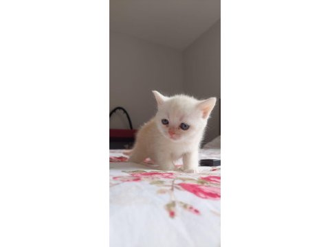 British shorthair kediler