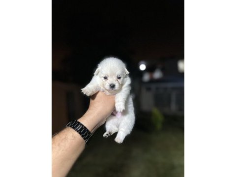 Pomeranian yavrularımız