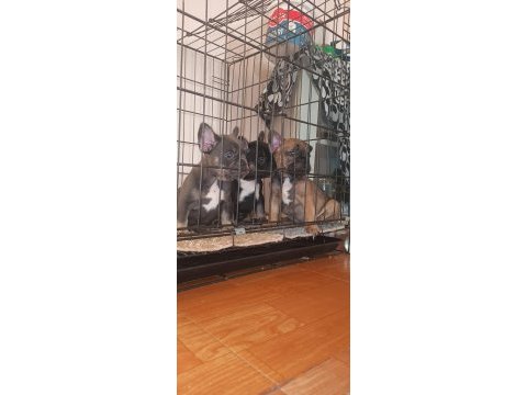 Bluetan - sabletan french bulldog