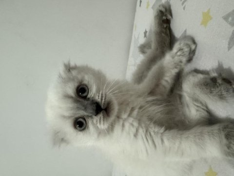 Yeni scottish fold yavrularımızı sahiplendireceğiz