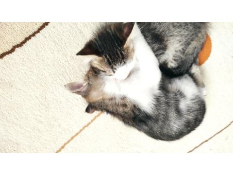 Tekir isveç orman kedisi karışımı