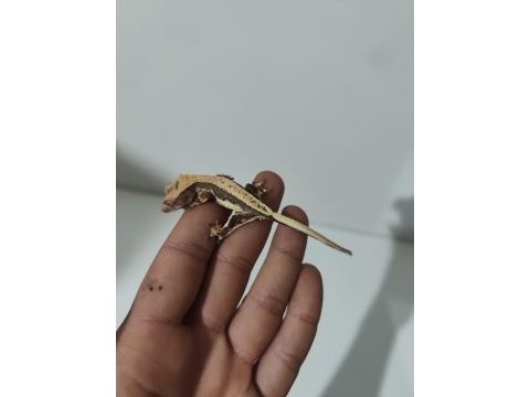 Evil crested geckolar